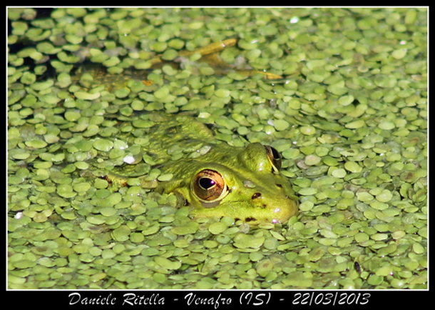 Pelophylax sp. - probab. P. lessonae bergeri (prov. Isernia)